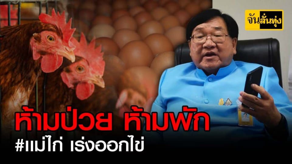 ขยายปลดระวางเเม่ไก่ แก้วิกฤติไข่แพง