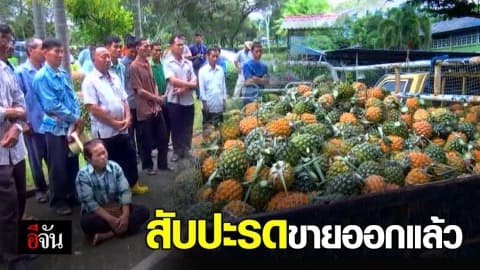 กรมพัฒนาที่ดินรับซื้อสับปะรด ช่วยเกษตรกร 4 จังหวัดภาคเหนือ