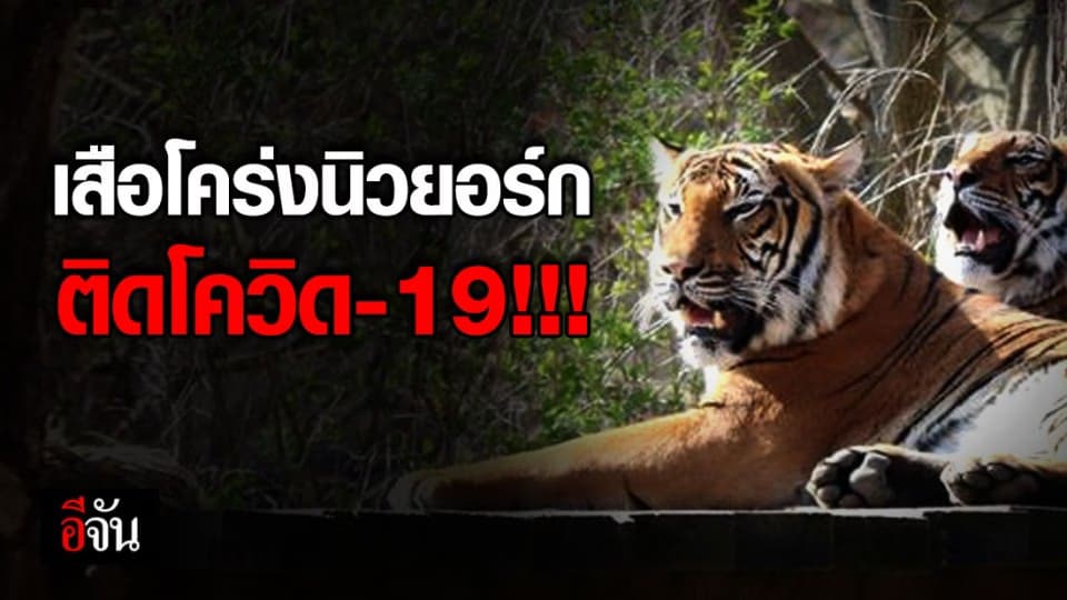 อึ้ง!!! นาเดียเสือโคร่งนิวยอร์ก พบติดเชื้อโควิด-19