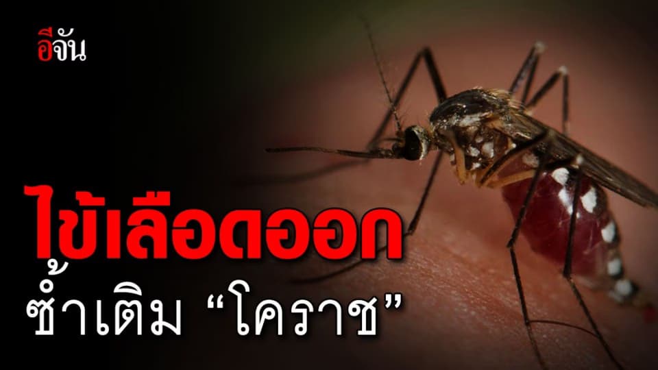 ไข้เลือดออกระบาด ซ้ำ! ชาวโคราชติดเชื้อแล้ว 117 ราย