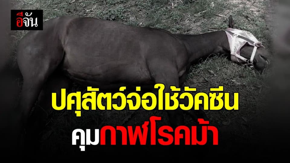ปศุสัตว์ จ่อใช้วัคซีนคุมกาฬโรคม้า – เตรียมหารือผู้เชี่ยวชาญทุกภาคส่วน
