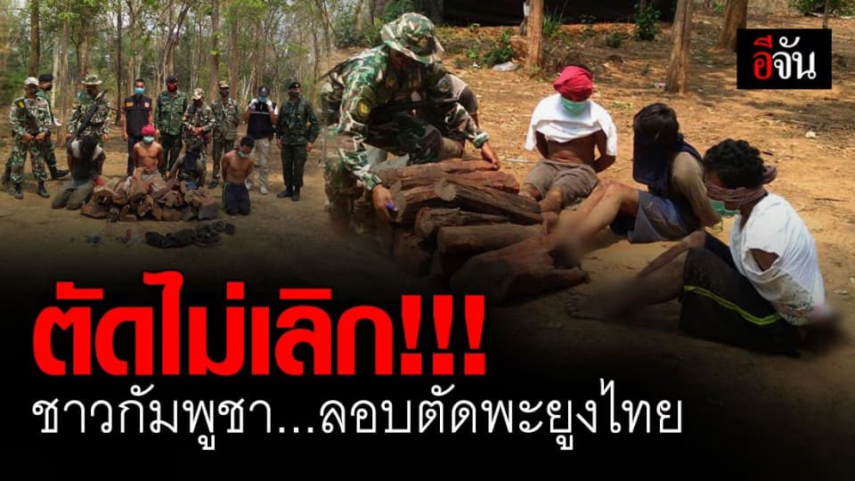 จนท.ขสป.พนมดงรัก รวบ แก๊งชาวกัมพูชา ลักลอบตัดไม้พะยูง กว่า 16 ท่อน