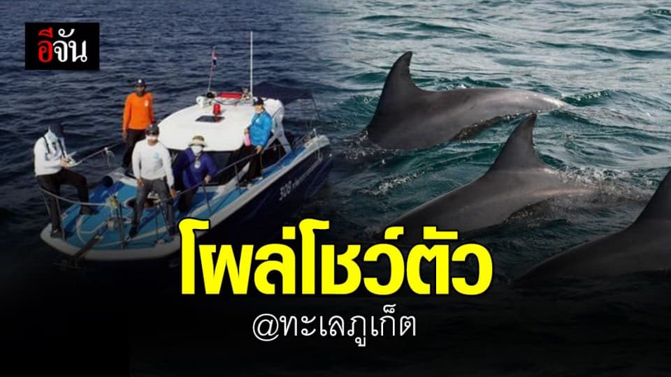 ฝูงโลมาปากขวด กว่า 15 ตัว แหวกว่ายโชว์ตัว กลางทะเลภูเก็ต