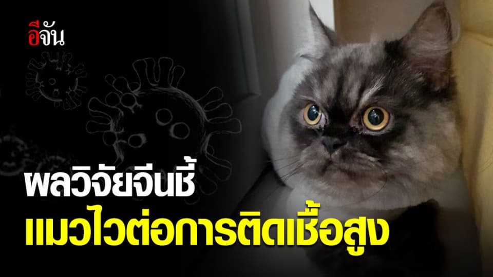 จีนทำวิจัย หายาต้านไวรัสโควิด พบเฟอเรทอาจถูกใช้ทดลองวัคซีน