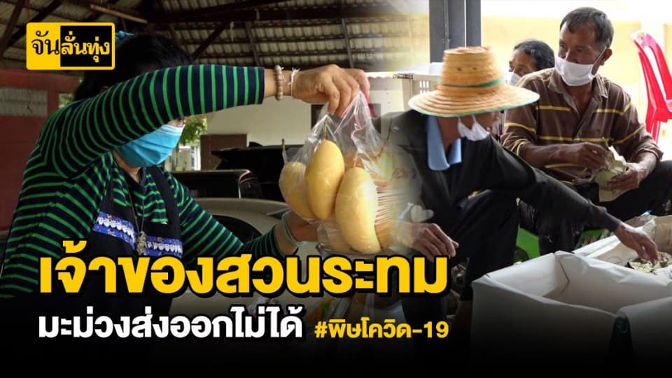 พิษโควิด-19 ทำมะม่วงน้ำดอกไม้สีทองส่งออกต่างประเทศไม่ได้
