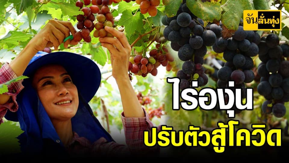 ชาวไร่องุ่นเจอพิษโควิด-19 ไม่หวั่น พร้อมปรับตัวหันมาขายทางออนไลน์แทน