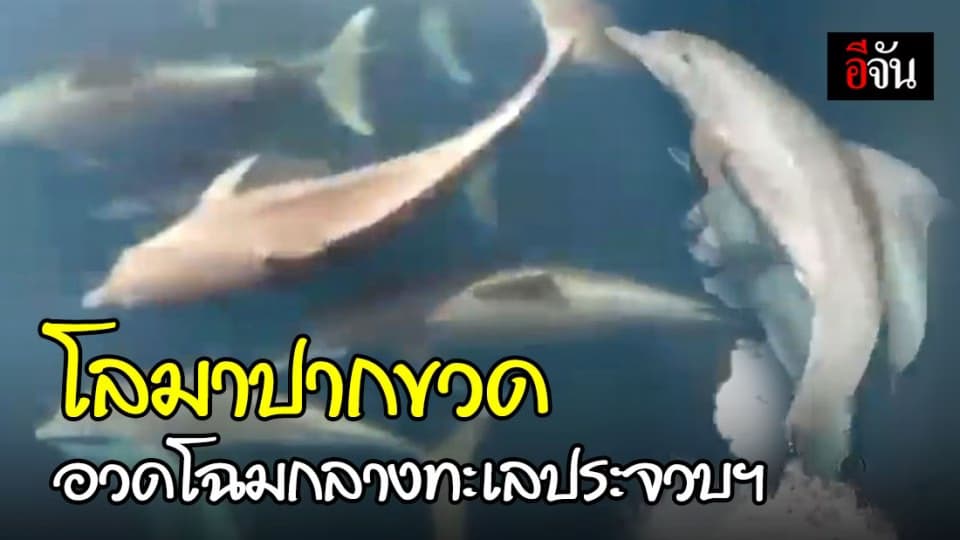 ความสมบูรณ์ของท้องทะเล ประจวบคีรีขันธ์ ฝูงโลมาปากขวดกว่า 30 ตัว แหวกว่ายโชว์แข่งเคียงข้างเรือ