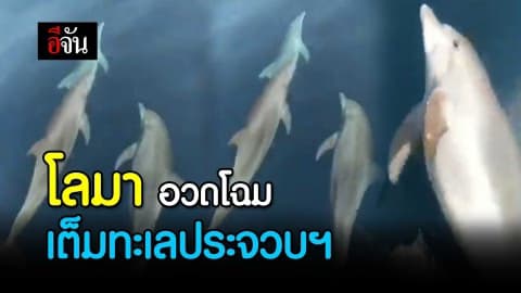 โลมา อวดโฉม เต็มทะเลประจวบฯ