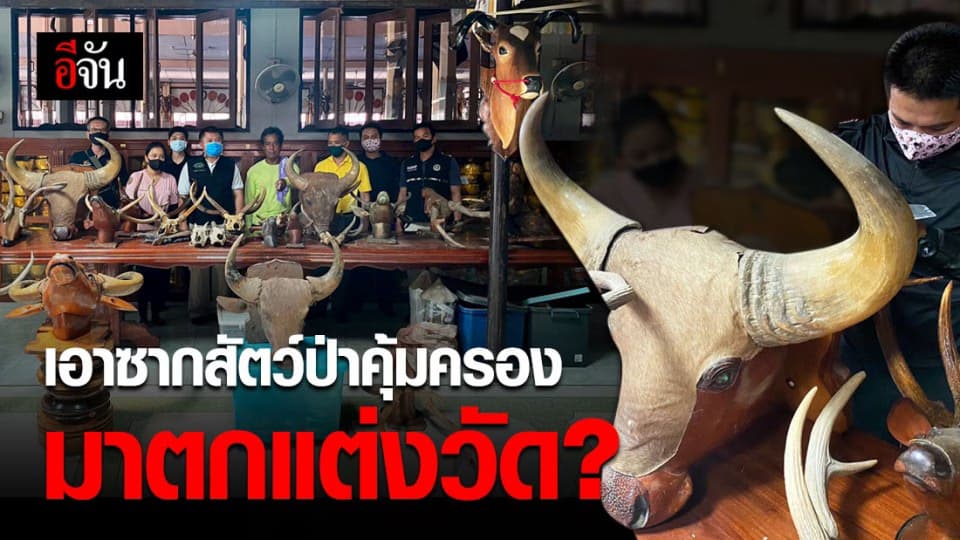 พญาเสือบุกจับกรรมการวัด ใน จ.ราชบุรี นำซากสัตว์ป่าคุ้มครองมาถวายวัด