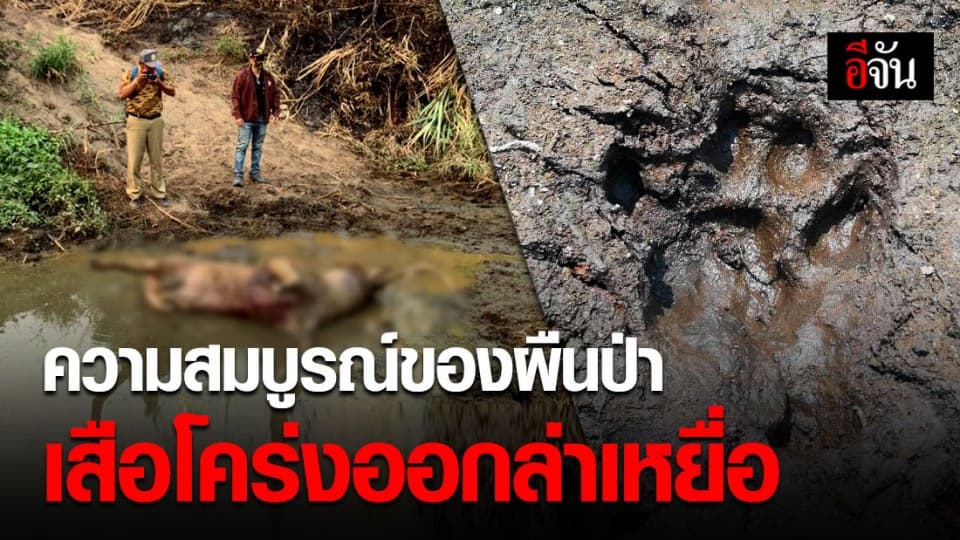 อช.เเม่วงก์ พบเสือโคร่งออกล่ากวางป่า เเสดงให้เห็นความสมบูรณ์ของผืนป่า