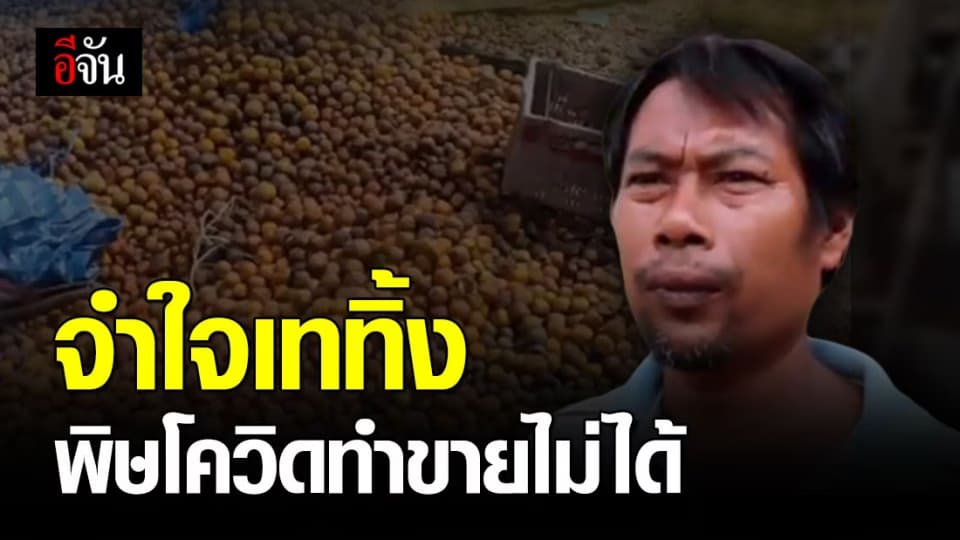 ชาวสวนส้มระทม! ขายส้มไม่ได้ บางรายจำใจเททิ้งเป็นตันๆ เพราะส้มเน่า
