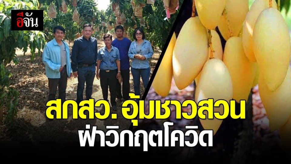 สกสว.อุ้มชาวสวน ส่งมะม่วง ทางเรือไปญี่ปุ่น-เกาหลีใต้ ฝ่าวิกฤตโควิด-19
