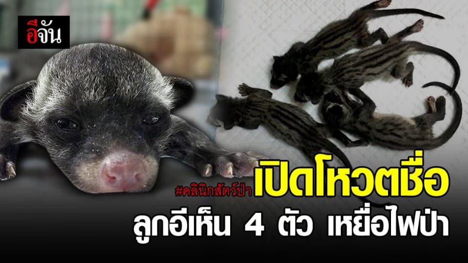 คลินิกสัตว์ป่า เปิดโหวตชื่อลูกอีเห็น 4 ตัว หลังรับมาดูแล คาดไฟป่าทำให้พลัดพรากแม่