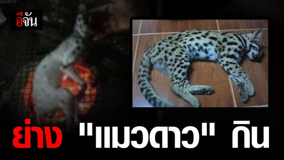 สาวรับสารภาพ ย่าง “เเมวดาว” ทำลาบ จริง ตามที่โพสต์เฟซบุ๊กโชว์