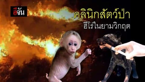 คลินิกสัตว์ป่า ฮีโร่ในยามวิกฤต