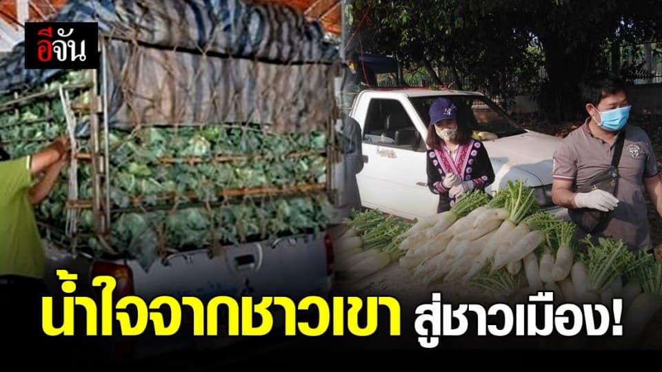 ชาวม้งเชียงใหม่ขนกะหล่ำปลี กว่าหมื่นกิโล เเจกชาวบ้านสู้โควิด