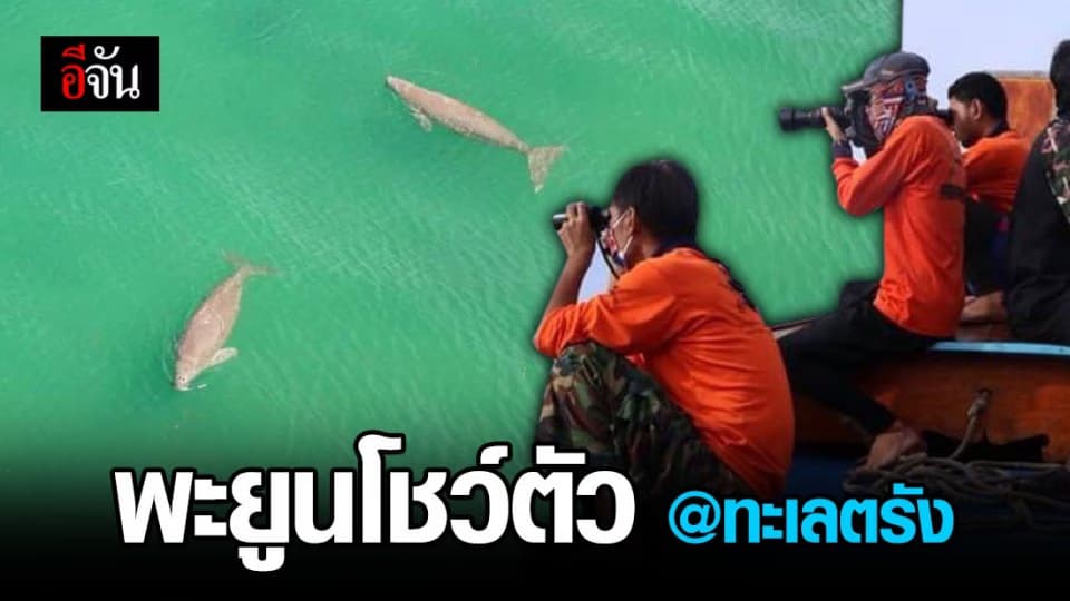 เจ้าพะยูน โผล่โชว์ตัวท้องทะเลตรัง