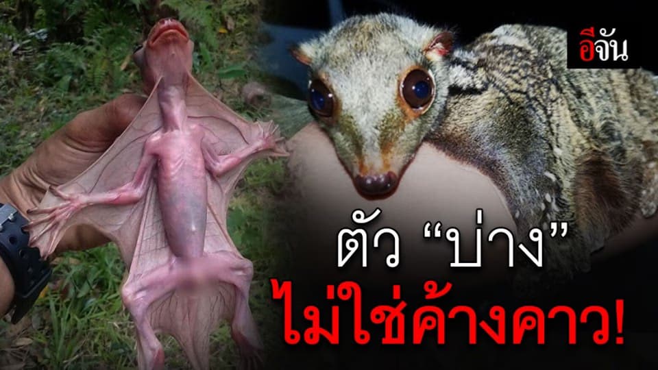 ถึงบางอ้อ…อาจารย์เจษฎ์ โพสต์แจง ค้างคาวประหลาดที่แชร์กัน มันคือตัว “บ่าง”