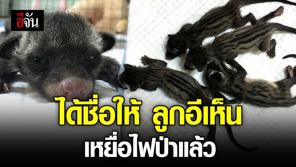 ได้แล้ว ชื่อลูกอีเห็น 4 ตัว พลัดจากแม่เพราะหนีไฟป่า
