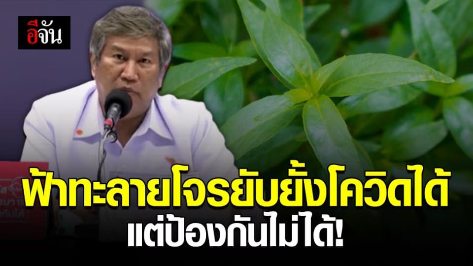 กรมการแพทย์แผนไทยฯเผย การทดลองชี้ฟ้าทะลายโจรสามารถยับยังโควิดได้