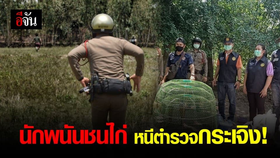 ฝ่ายปกครองบุกจับบ่อนชนไก่ อ.นางรอง จ.บุรีรัมย์ เย้ย พ.ร.ก.ฉุกเฉิน