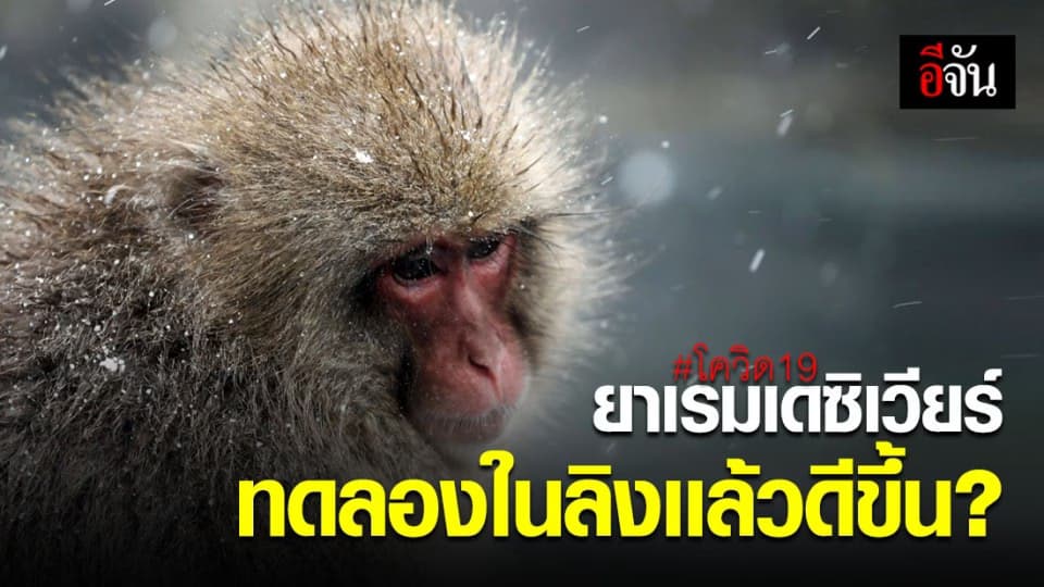 สหรัฐใช้ยา เรมเดซิเวียร์ รักษาลิงติดโควิด-19 พบช่วยลดความเสียหายในปอด