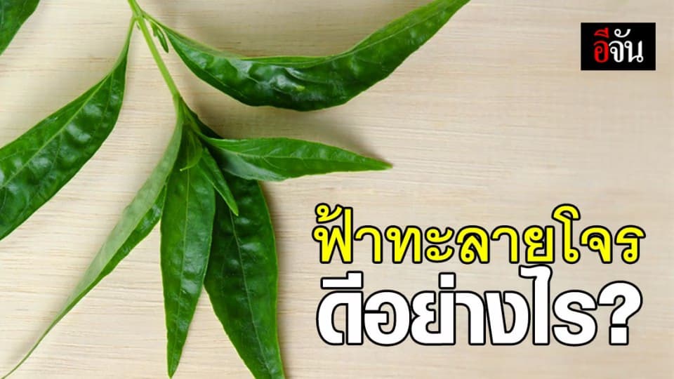 สรรพคุณ-ข้อห้าม “ฟ้าทะลายโจร” ช่วยบรรเทาอาการป่วยโควิด-19
