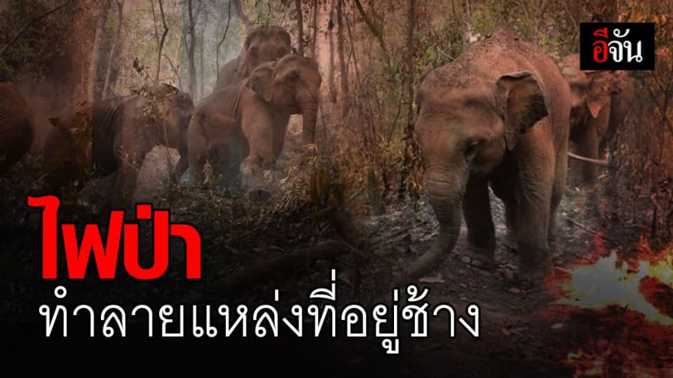 ภาพสะเทือนใจ! ไฟป่าทำลายแหล่งที่อยู่ช้างที่แม่แจ่ม จ.เชียงใหม่