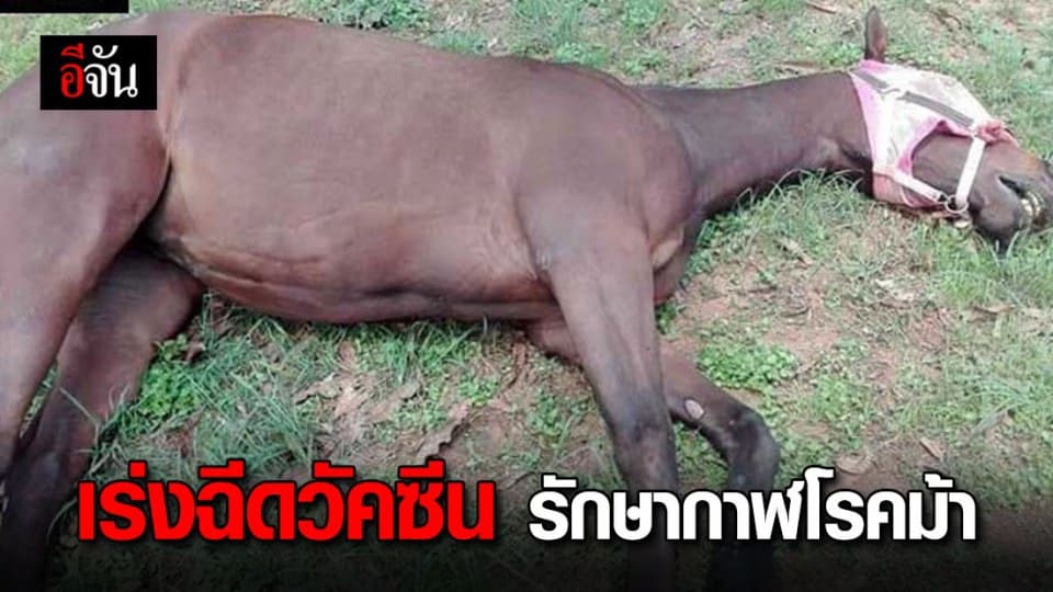 กรมปศุสัตว์ ลุยฉีดวัคซีนควบคุมกาฬโรคม้า 7 จังหวัด
