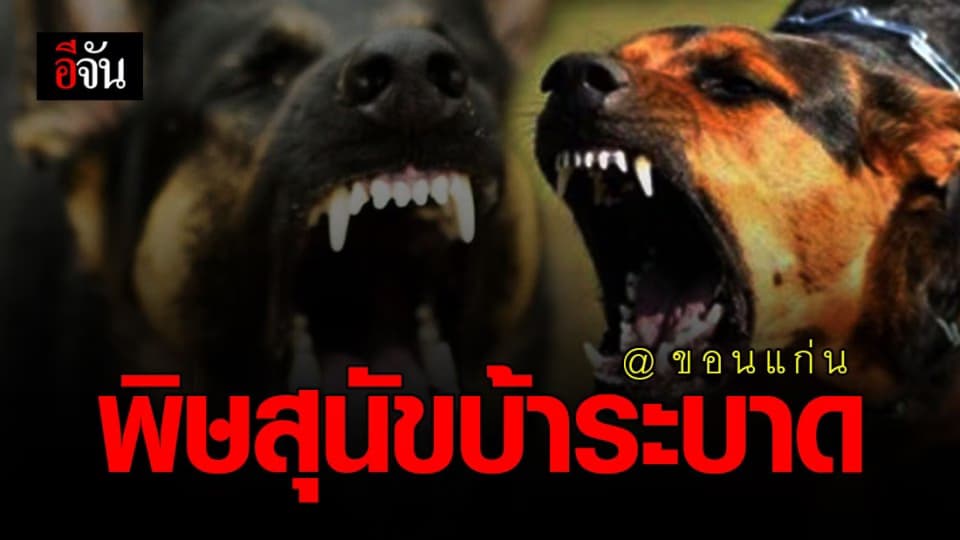 กรมควบคุมโรค เตือน อย่าเข้าใกล้หมา-แมว ที่ไม่มีเจ้าของ อาจติดเชื้อพิษสุนัขบ้า