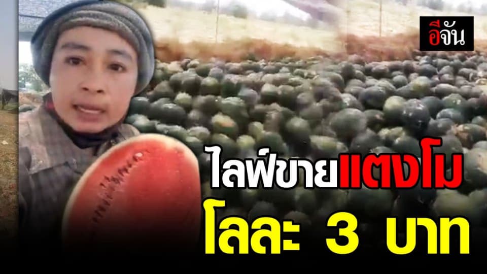 โควิดทำพิษ! เจ้าของสวนแตงโมไลฟ์ขายโลละ 3 บาท ขอคืนแค่ค่าปุ๋ย-ค่าแรง