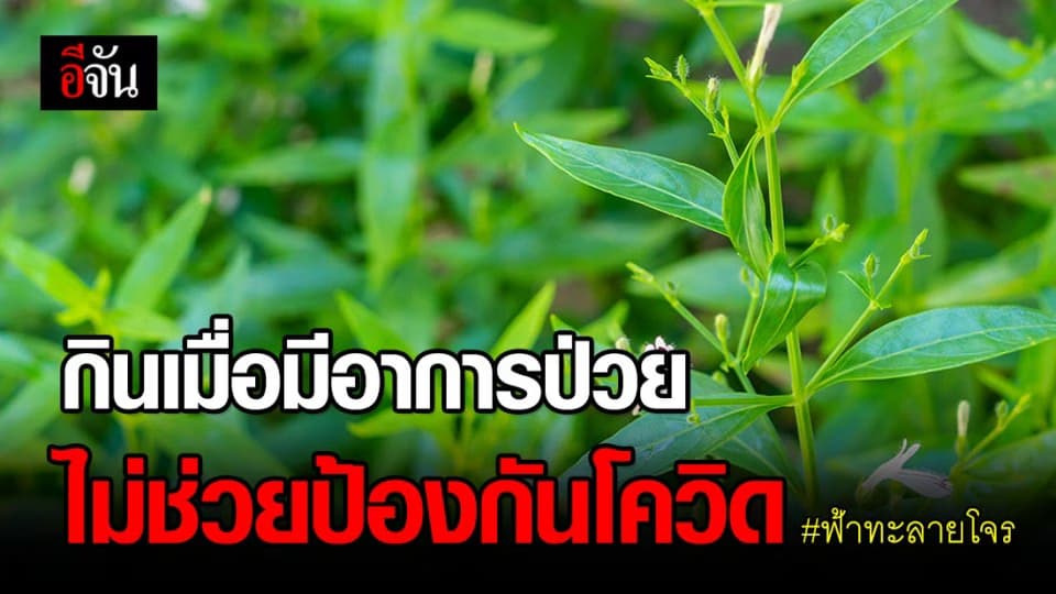 กรมการแพทย์แผนไทยฯ ย้ำ ไม่ควรกินฟ้าทะลายโจรเพื่อป้องกันโควิด-19
