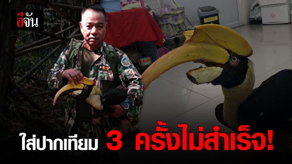 สัตวแพทย์ กรมอุทยานฯ เตรียมหาจะงอยปากล่างของซากนกกก เป็นปากเทียมใส่นกที่บาดเจ็บ