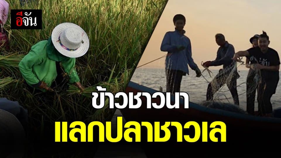 ปชช. ช่วยเหลือกัน ชาวนาอีสานเอาข้าวมาแลกปลาแห้งชาวเท ช่วยกันยามวิกฤต