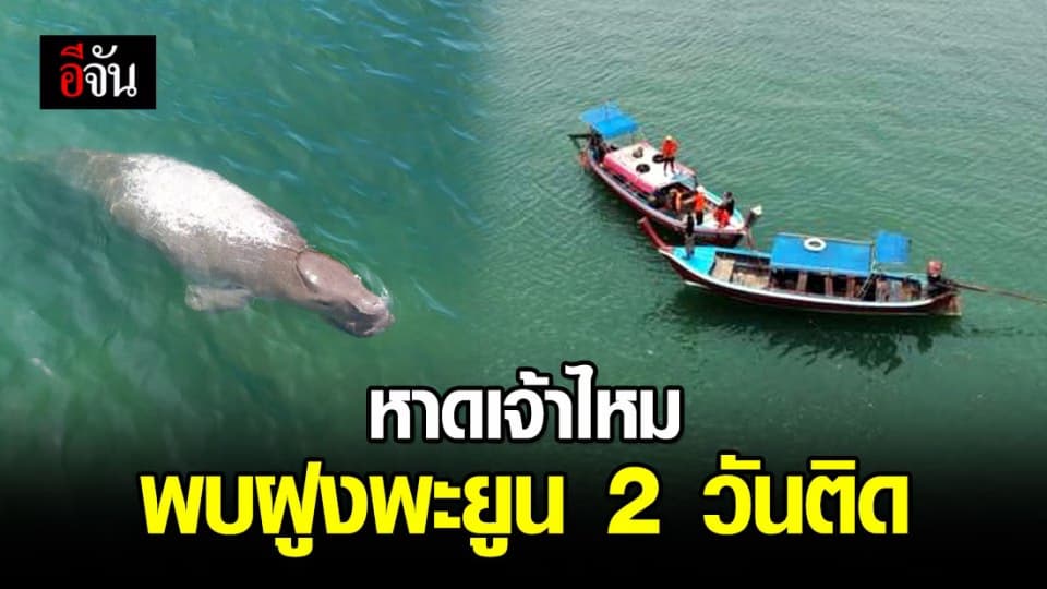 พบฝูงพะยูนกว่า 30 ตัว เข้ามาหากินในพื้นที่หาดเจ้าไหม 2 วันติด