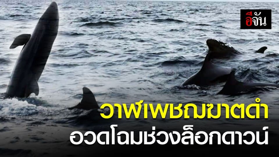 ฝูงวาฬเพชฌฆาตดำแหวกว่ายอวดโฉมในอ่าวหินงาม อช.หมู่เกาะลันตา