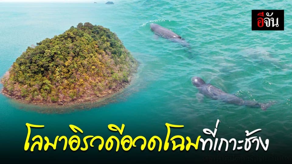 โลมาอิรวดี โผล่อวดโฉมในเขต อช.หมู่เกาะช้าง บ่งบอกความสมบูรณ์ท้องทะเล