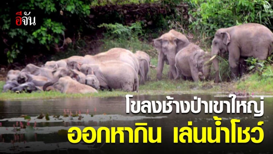 สุดน่ารัก! พี่ช้างเขาใหญ่ 28 ตัวออกหากิน เล่นน้ำโชว์ในเขต อ.เมือง จ.นครนายก