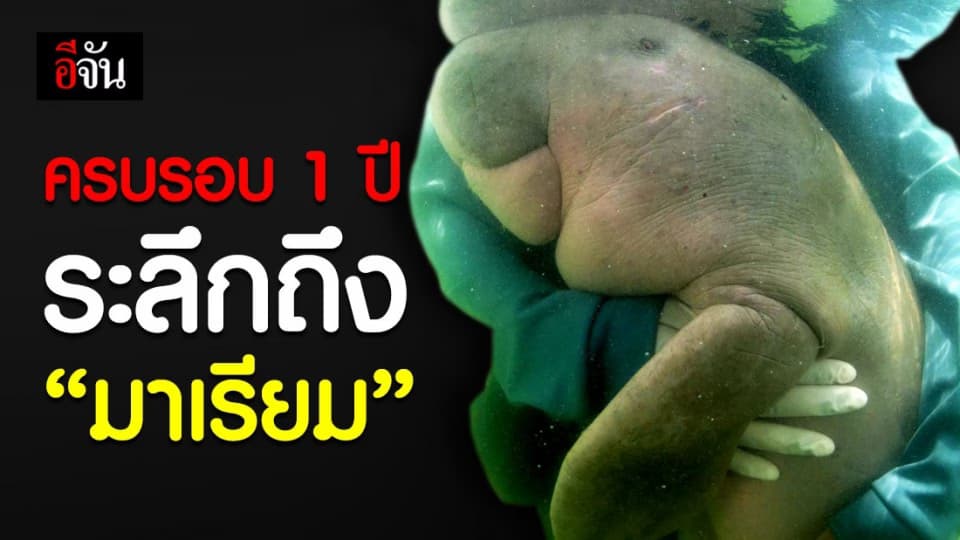 ย้อน 1 ปี ที่พวกเรารู้จัก “มาเรียม”