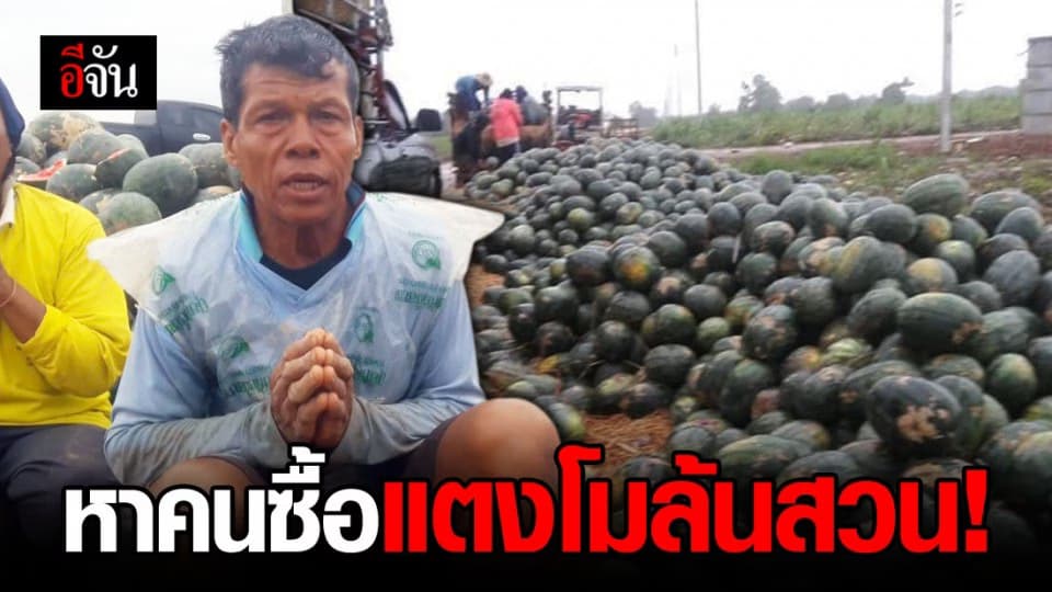โควิดทำพิษ! แตงโมล้นสวนขายไม่ออก