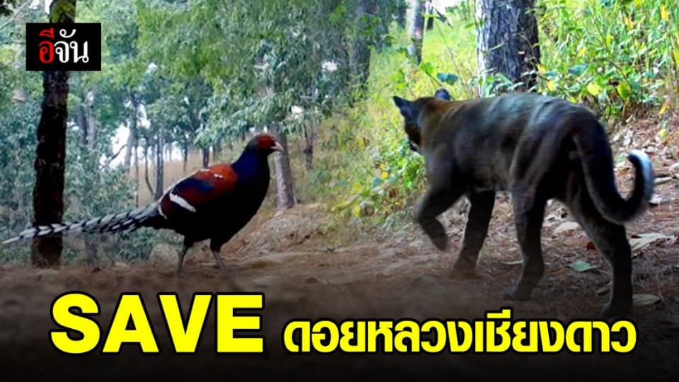 ช่วยกันรักษา ช่วยกันป้องกัน ดอยหลวงเชียงดาวบ้านของสัตว์ป่า