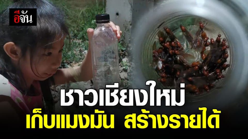 ชาวเชียงใหม่ยิ้มออก หาเก็บแมงมันสร้างรายได้ กก.ละ 2 พันบาท!