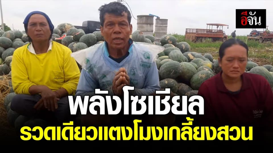 เเตงโมสุโขทัยล้นสวน คนใจดีเเห่ซื้อเกลี้ยงสวนเเล้ว