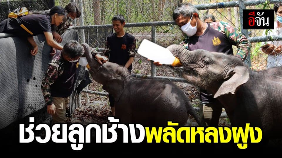 ช่วยลูกช้างพลัดหลงฝูง! จนท.เร่งหาฝูงให้เจอและส่งลูกช้างคืนสู่อกแม่