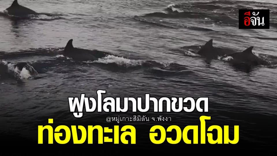 ตื่นตา! พบฝูงโลมาปากขวด โผล่เล่นน้ำอวดโฉม กลางทะเลสิมิลัน