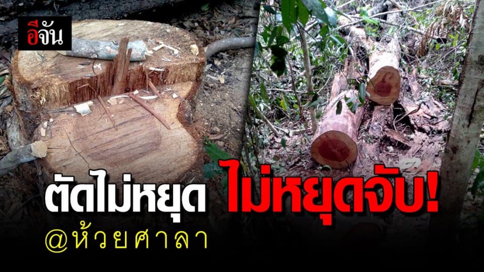 มีให้จับไม่หยุด!!! ชาวกัมพูชา ลอบตัดไม้ชิงชัน ในเขตรักษาพันธุ์สัตว์ป่าห้วยศาลา