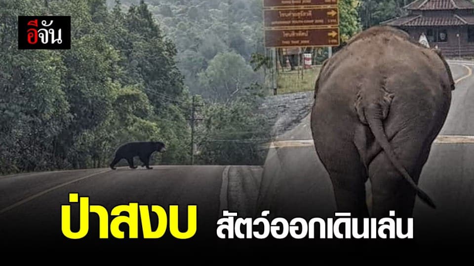 สัตว์ป่าในอุทยานเเห่งชาติเขาใหญ่ออกเดินเล่น สบายใจ ในช่วงอุทยานฯปิด