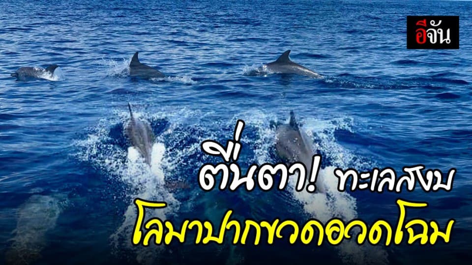 ความงามของท้องทะเล โลมาปากขวดอวดโฉมที่หมู่เกาะสิมิลัน