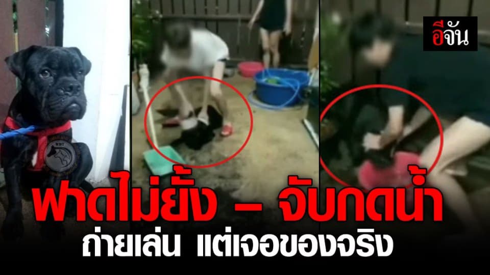 วอชด็อกฯ เข้าช่วยหมา หลังเจ้าของถ่ายคลิปรองเท้าตีปากไม่ยั้ง – จับหัวกดน้ำ