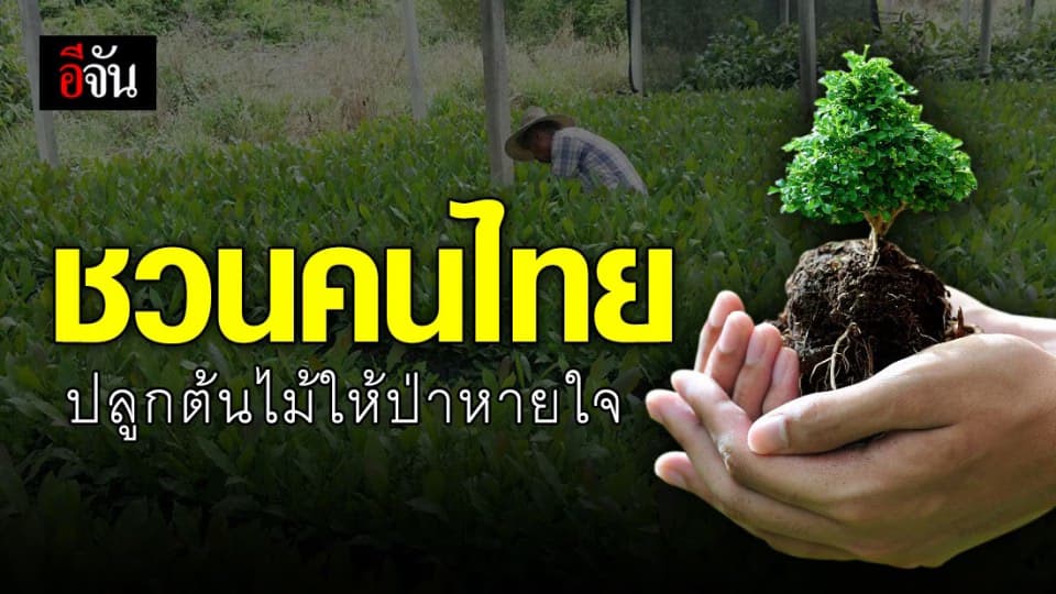 ทส. ชวนปลูกต้นไม้วันต้นไม้ชาติ (6 พ.ค. 63) หวังฟื้นฟูป่า